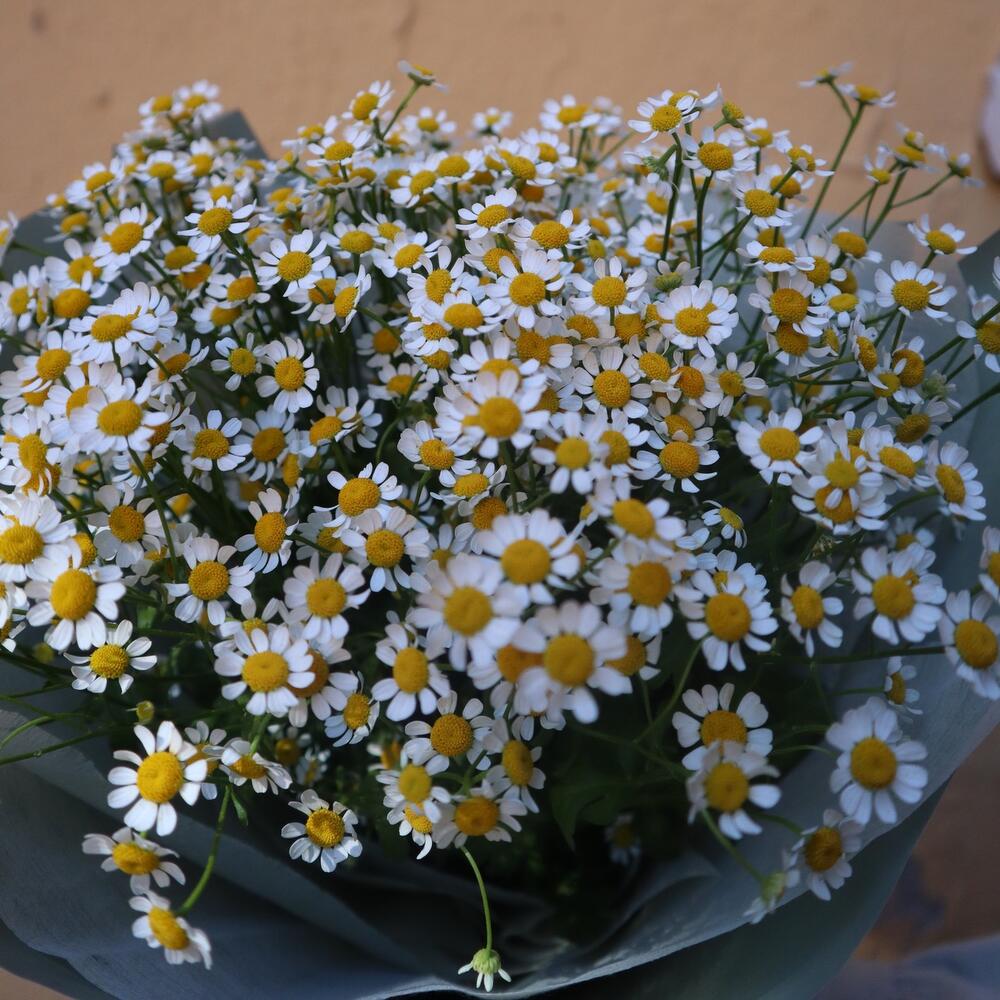 Привет,ромашки