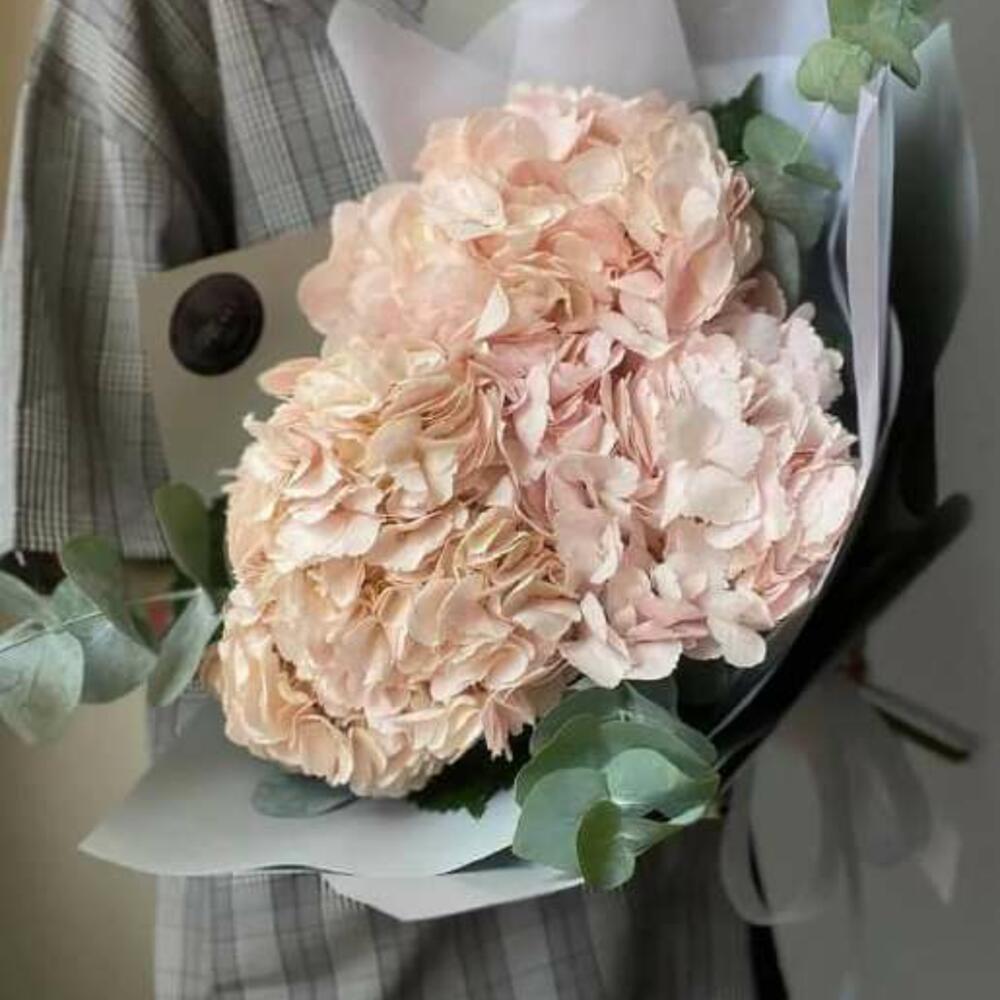 Гортензии розовые